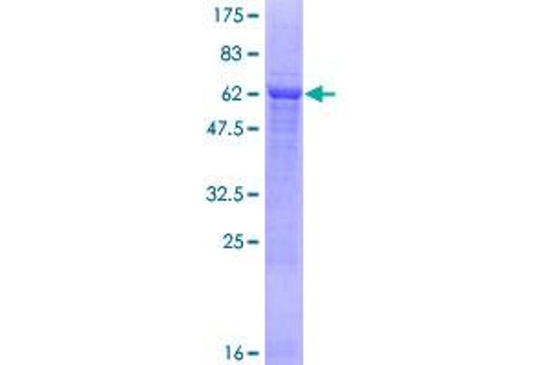 PTER Protein (AA 1-349) (GST tag)