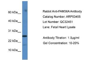 WB Suggested Anti-FAM36A Antibody Titration: 0.