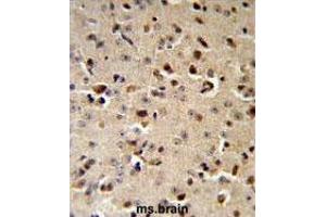 TPH2 Antibody (Center) IHC analysis in formalin fixed and paraffin embedded mouse brain followed by peroxidase conjugation of the secondary antibody and DAB staining. (Tryptophan Hydroxylase 2 Antikörper  (Middle Region))