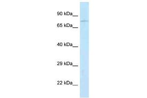 Western Blot showing Jph2 antibody used at a concentration of 1. (Junctophilin 2 Antikörper  (N-Term))