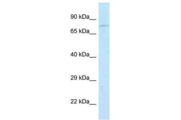 Junctophilin 2 Antikörper  (N-Term)