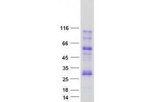 Western Blotting (WB) image for Myelin Oligodendrocyte Glycoprotein (MOG) protein (Myc-DYKDDDDK Tag) (ABIN2726222)