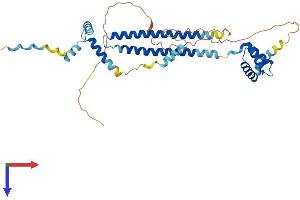PBX4 Protein (AA 1-374) (His tag)