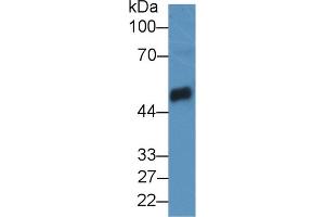 Western Blot; Sample: Mouse Pancreas lysate; Primary Ab: 2µg/mL Rabbit Anti-Rat CPB1 Antibody Second Ab: 0. (CPB1 Antikörper  (AA 120-415))