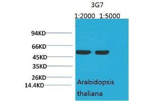 Western Blot (WB) analysis of Arabidopsis with Rubisco(Large Chain) Mouse Monoclonal Antibody diluted at 1) 1:2000 2) 1:5000. (Rubisco Antikörper  (Large Subunit))