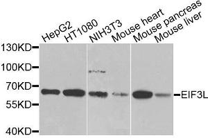 Western blot analysis of extracts of various cell lines, using EIF3L antibody. (EIF3L Antikörper  (AA 1-230))