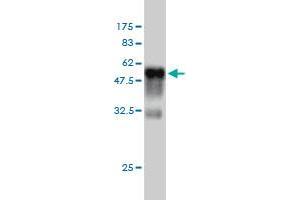 Western Blot detection against Immunogen (49. (RIT2 Antikörper  (AA 1-217))