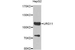 Western blot analysis of extracts of HepG2 cells, using VWCE Antibody.