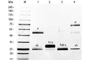 SDS-PAGE of Mouse IgG F(ab')2 Fragment Biotin Conjugated .