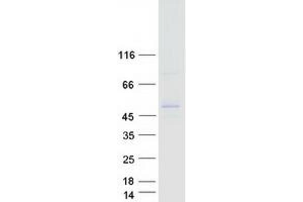 ALG1 Protein (Myc-DYKDDDDK Tag)