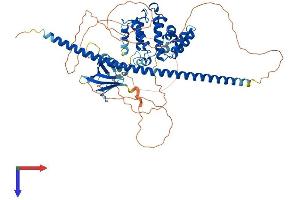 ARHGAP25 Protein (AA 1-645) (His tag)