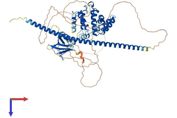 ARHGAP25 Protein (AA 1-645) (His tag)