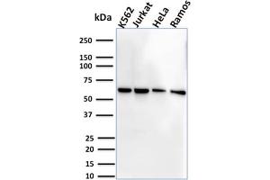Western Blot Analysis of Human K562, Jurkat, HeLa and Ramos cell lysate using CD127 Mouse Monoclonal Antibody (IL7R/2751). (IL7R Antikörper  (AA 21-236))