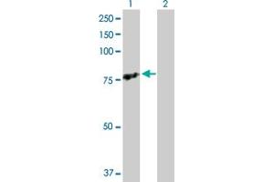 Western Blot analysis of TRAF3IP2 expression in transfected 293T cell line by TRAF3IP2 MaxPab polyclonal antibody. (TRAF3IP2 Antikörper  (AA 1-565))