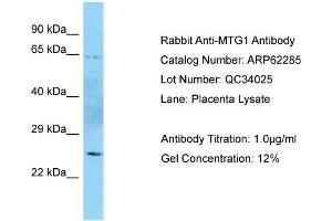 Western Blotting (WB) image for anti-Mitochondrial GTPase 1 Homolog (MTG1) (N-Term) antibody (ABIN2789099) (MTG1 Antikörper  (N-Term))