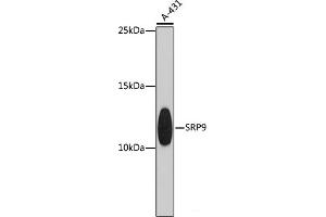 Western blot analysis of extracts of A-431 cells using SRP9 Polyclonal Antibody at dilution of 1:1000. (SRP9 Antikörper)