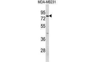 Western blot analysis of RANBP9 Antibody (Center) in MDA-MB231 cell line lysates (35ug/lane). (Importin 9 Antikörper  (Middle Region))