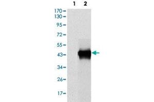 Western blot analysis using SERPINE1 monoclonal antobody, clone 1D5  against HEK293 (1) and SERPINE1 (AA: 194-316)-hIgGFc transfected HEK293 (2) cell lysate. (PAI1 Antikörper)