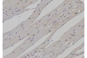 ABIN6276907 at 1/100 staining Mouse heart tissue by IHC-P. (PTBP1 Antikörper  (N-Term))