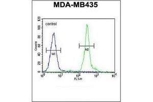 Flow cytometric analysis of MDA-MB435 cells using GFRAL Antibody (C-term) Cat. (GFRAL Antikörper  (C-Term))