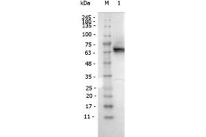 Western Blot of Mouse antibody for the detection of conjugated proteins Monoclonal Antibody Peroxidase Conjugated. (DYKDDDDK Tag Antikörper  (HRP))
