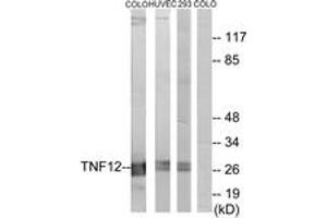 Western blot analysis of extracts from COLO205 cells/HuvEc cells/293 cells, using TNF12 Antibody. (TWEAK Antikörper  (AA 41-90))