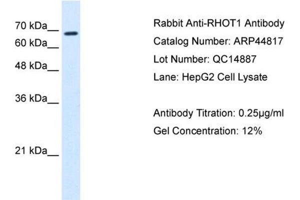 RHOT1 antibody  (N-Term)