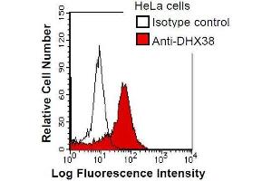 HeLa cells were fixed in 2% paraformaldehyde/PBS and then permeabilized in 90% methanol. (DHX38 Antikörper)