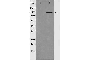 Western blot analysis of Trk B phosphorylation expression in NIH-3T3 whole cell lysates,The lane on the left is treated with the antigen-specific peptide. (TRKB Antikörper  (pTyr516))