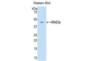 Western Blotting (WB) image for anti-CD40 Ligand (CD40LG) (AA 105-260) antibody (ABIN3209269) (CD40 Ligand Antikörper  (AA 105-260))