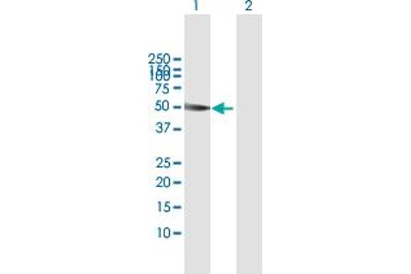 SH2D2A antibody  (AA 1-389)
