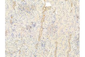ABIN6261602 and ABIN6273043 at 1/100 staining Rat kidney tissue by IHC-P.
