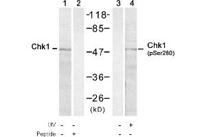 Image no. 1 for anti-Checkpoint Kinase 1 (CHEK1) (pSer280) antibody (ABIN401536) (CHEK1 Antikörper  (pSer280))
