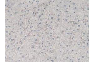 Figure. (TGFB3 Antikörper  (AA 24-300))