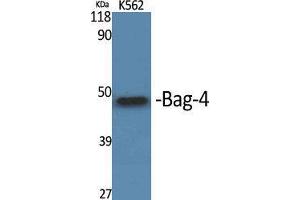 Western Blot (WB) analysis of specific cells using Bag-4 Polyclonal Antibody. (BAG4 Antikörper  (C-Term))