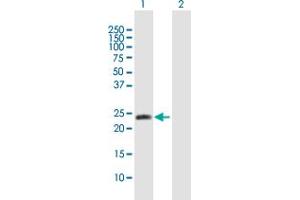 Western Blot analysis of METTL11A expression in transfected 293T cell line by METTL11A MaxPab polyclonal antibody.