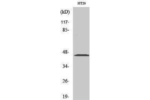Western Blotting (WB) image for anti-Mitogen-Activated Protein Kinase Kinase 1/2 (MAP2K1/2) (Ser112) antibody (ABIN3175972) (MEK1/2 Antikörper  (Ser112))