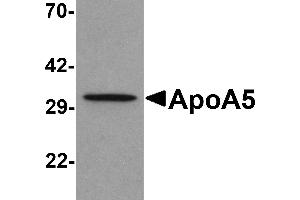 Western blot analysis of ApoA5 in human liver tissue lysate with ApoA5 antibody at 1 µg/mL . (APOA5 Antikörper  (C-Term))