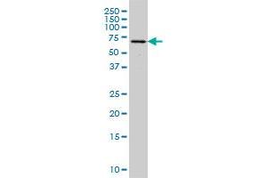 Western Blotting (WB) image for anti-Gardner-Rasheed Feline Sarcoma Viral (V-Fgr) Oncogene Homolog (FGR) (AA 1-90) antibody (ABIN560883)