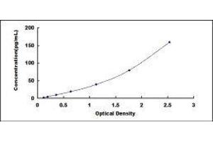 Chymotrypsin-Like Elastase Family, Member 1 (CELA1) ELISA Kit