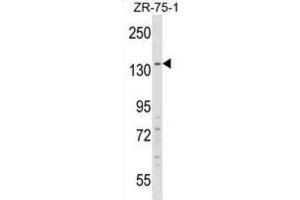 Western Blotting (WB) image for anti-Regulatory Factor X, 1 (Influences HLA Class II Expression) (RFX1) antibody (ABIN2998977) (RFX1 Antikörper)