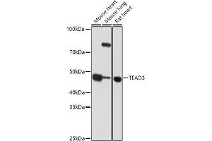 Western blot analysis of extracts of various cell lines, using TE antibody (ABIN6128816, ABIN6148986, ABIN6148987 and ABIN6223335) at 1:1000 dilution. (TEAD3 Antikörper  (AA 130-330))