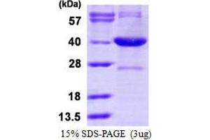 SDS-PAGE (SDS) image for Serine Racemase (SRR) (AA 1-340) protein (His tag) (ABIN6386883)