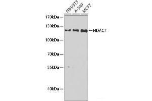 Western blot analysis of extracts of various cell lines using HDAC7 Polyclonal Antibody at dilution of 1:1000. (HDAC7 Antikörper)