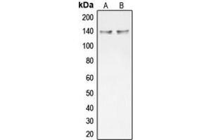 Western blot analysis of Collagen 20 alpha 1 expression in HT29 (A), NCIH292 (B) whole cell lysates.