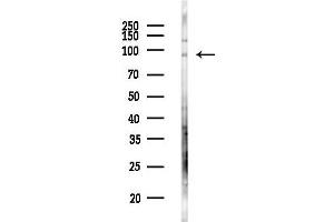 anti-Transmembrane Protein 63C (TMEM63C) antibody