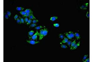 Immunofluorescence (IF) image for anti-C-Type Lectin Domain Family 11, Member A (CLEC11A) (AA 22-323) antibody (ABIN7146050)