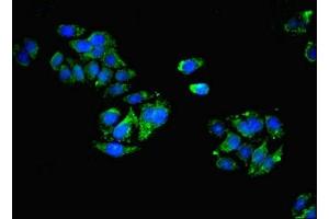 Immunofluorescent analysis of HepG2 cells using ABIN7146050 at dilution of 1:100 and Alexa Fluor 488-congugated AffiniPure Goat Anti-Rabbit IgG(H+L) (CLEC11A Antikörper  (AA 22-323))