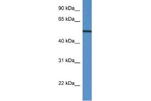 WB Suggested Anti-GC Antibody Titration: 1. (Gc (N-Term) Antikörper)