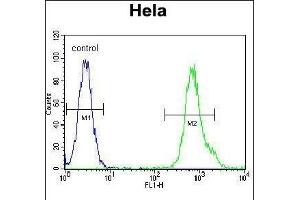 MYH9 Antibody (N-term ) (ABIN6243267 and ABIN6577348) flow cytometric analysis of Hela cells (right histogram) compared to a negative control cell (left histogram). (Myosin 9 Antikörper  (N-Term))
